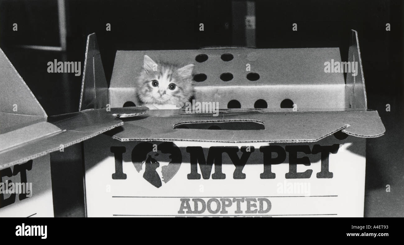 1329 vorgesehen zur Adoption in einem Tierheim in einer Box 1 Kitten Katze nach Hause USA nehmen Stockfoto