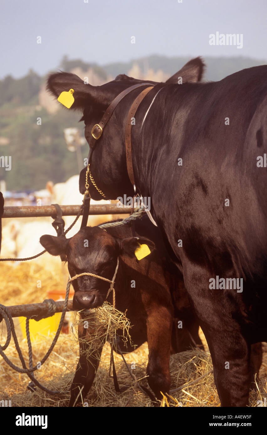 Aberdeen Angus-Rinder Stockfoto