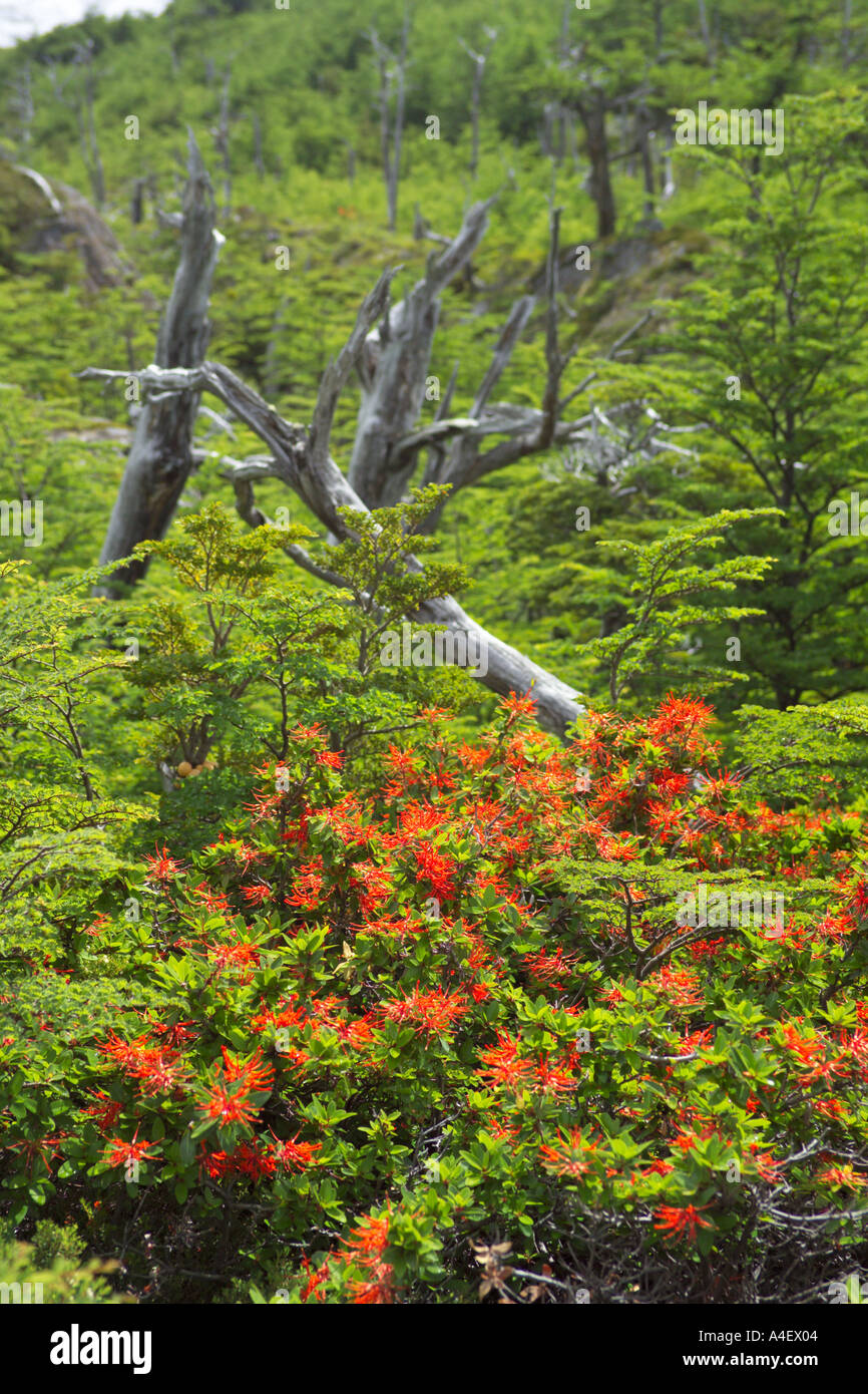Notro Ciruelillo chilenischen Firewheel Strauch im Wald Torres del Paine Patagonien Chile Parque Nacional Torres Del Paine Chile Stockfoto
