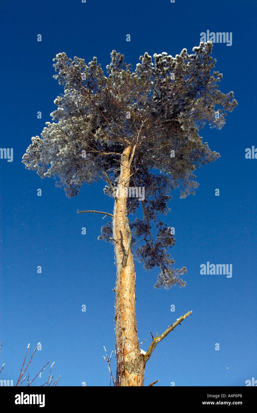 verschneite pinetree Stockfoto