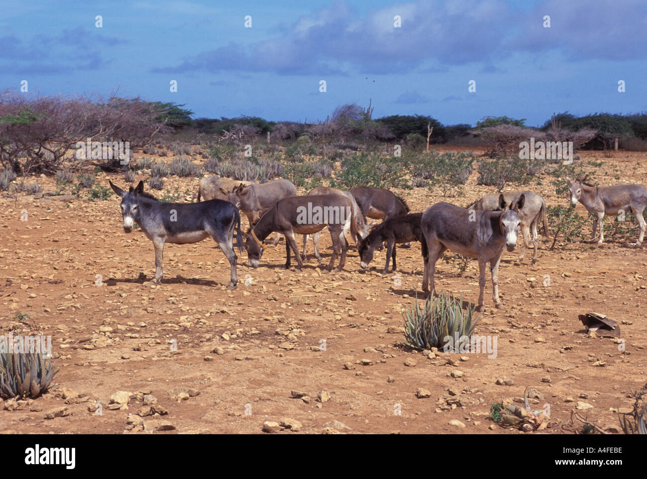 Esel in Esel-Reha-Zentrum in Bonaire Stockfoto