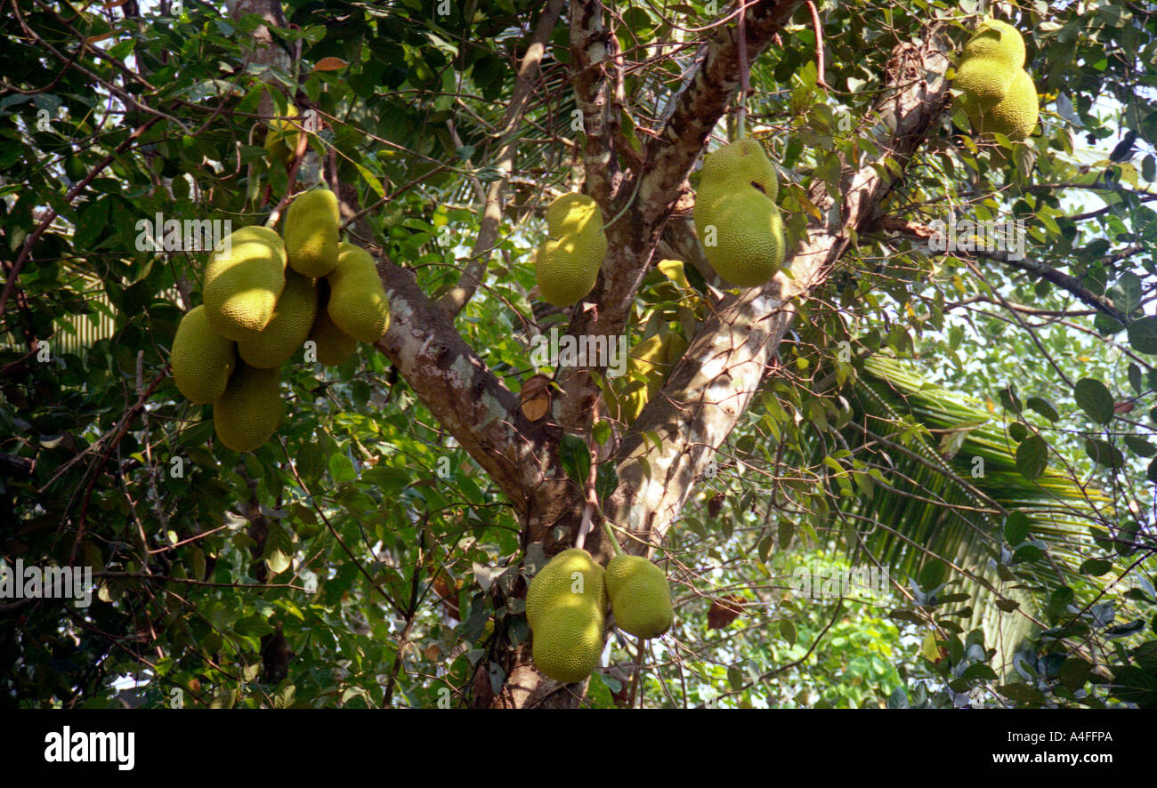 Jack Obstbaum, Kerala, Indien Stockfoto