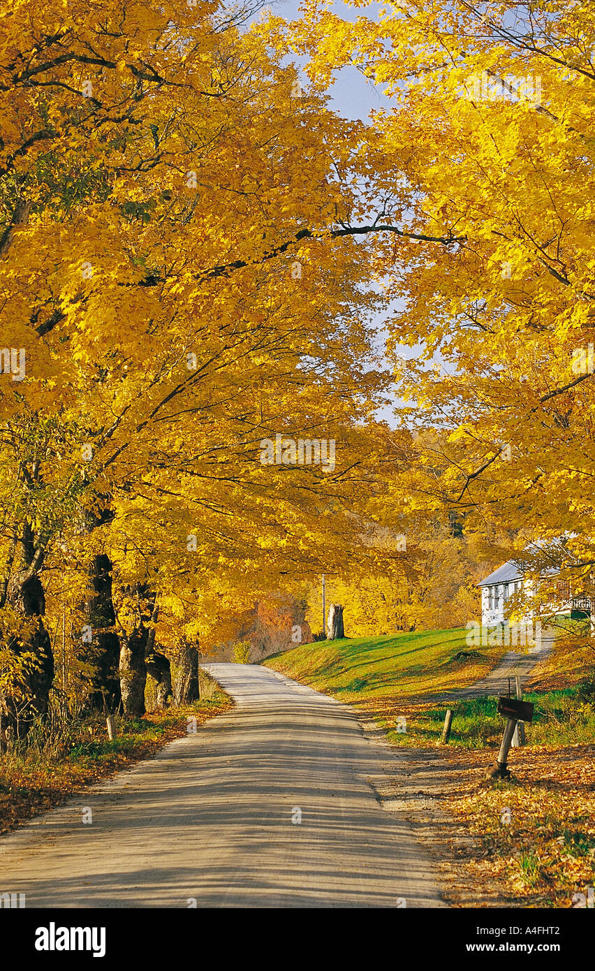 Mapple Bäume in Herbstfarben in Woodstock neuen Vermont, USA. Stockfoto