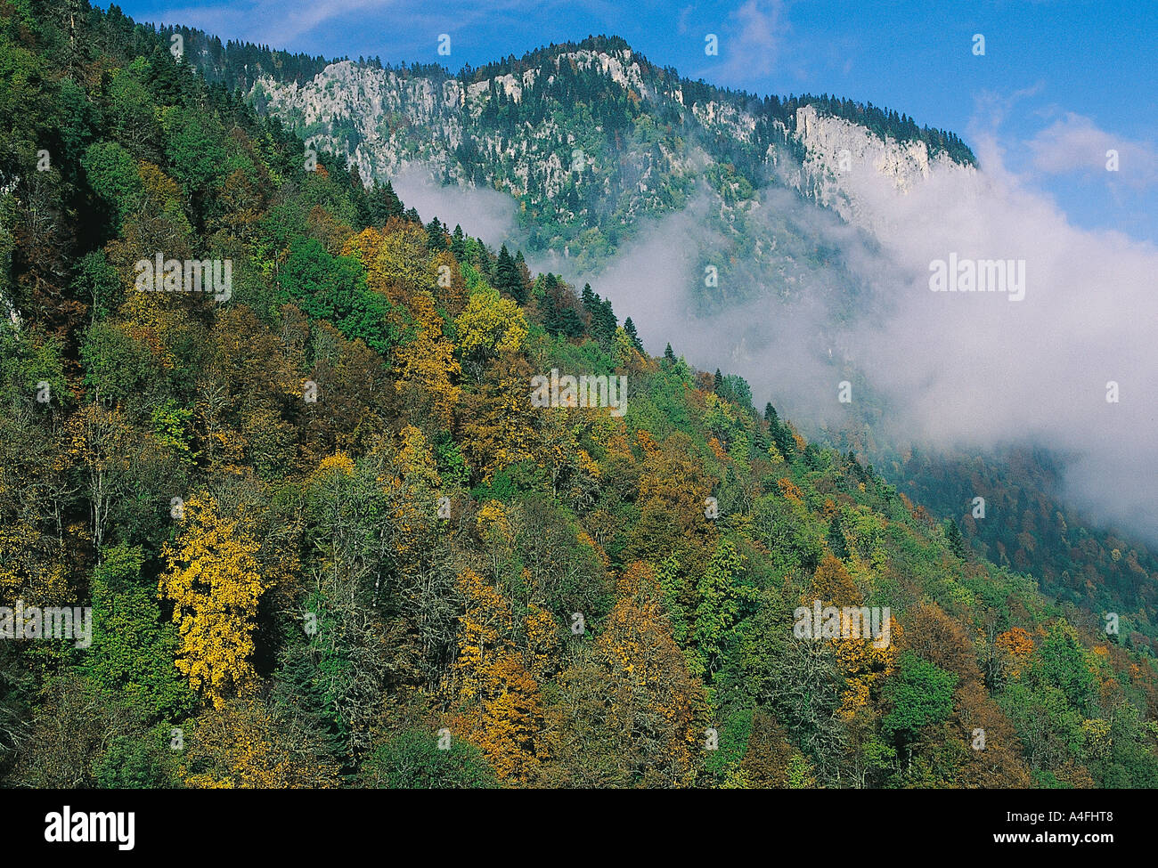 Herbstfarben in den Wäldern von Kure Berge der westlichen Schwarzmeerregion Türkei. Stockfoto