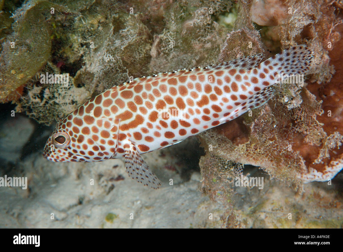 Waben Sie-Zackenbarsch Epinephelus Merra Namu Atoll Marshall-Inseln N Pazifik Stockfoto