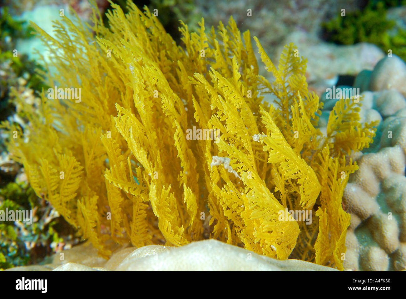 Hydrozoan Namu Atoll Marshall-Inseln N Pazifik Stockfoto