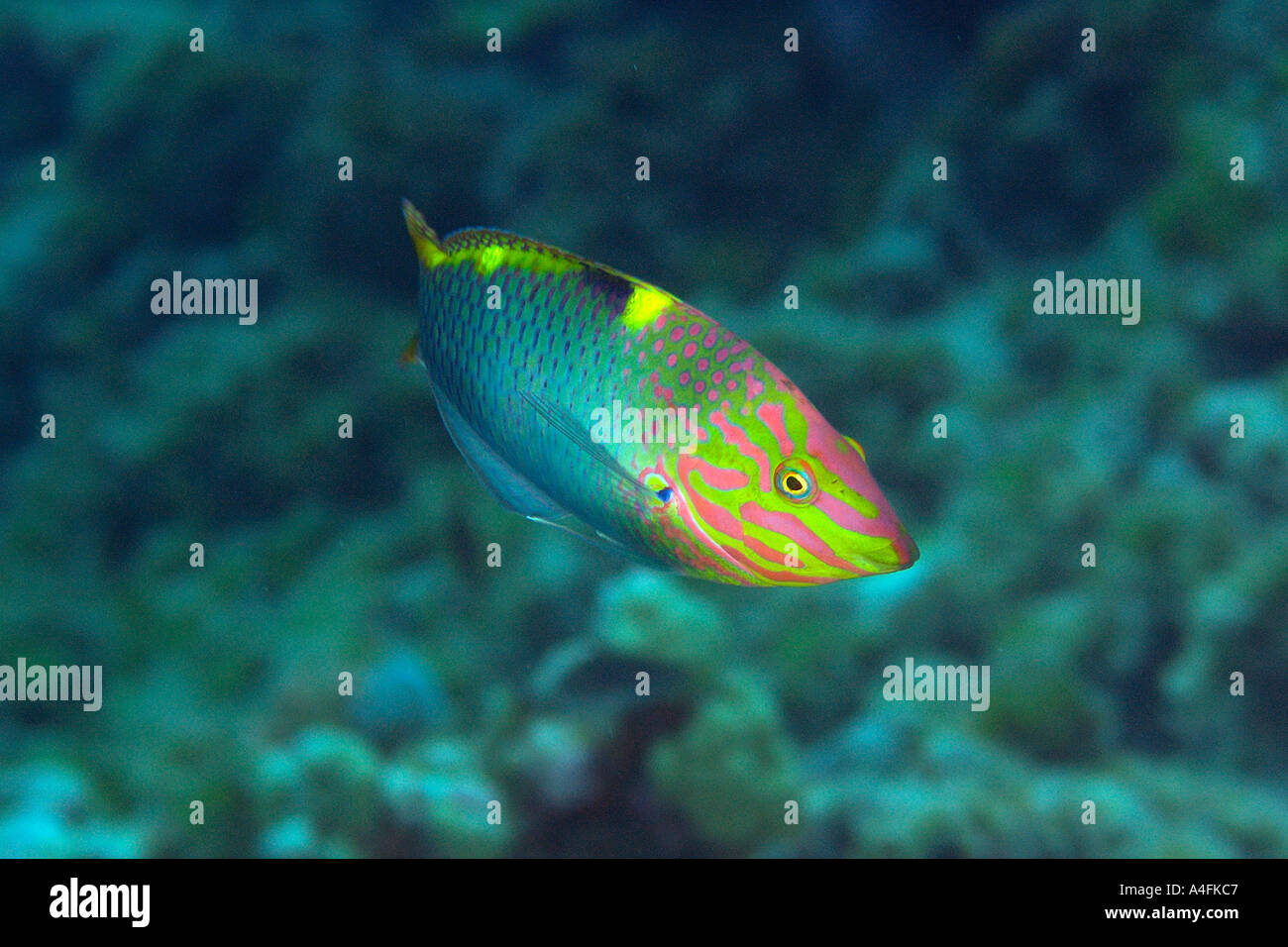 Schachbrett Lippfisch Halichoeres Hortulanus Namu Atoll Marshall-Inseln N Pazifik Stockfoto