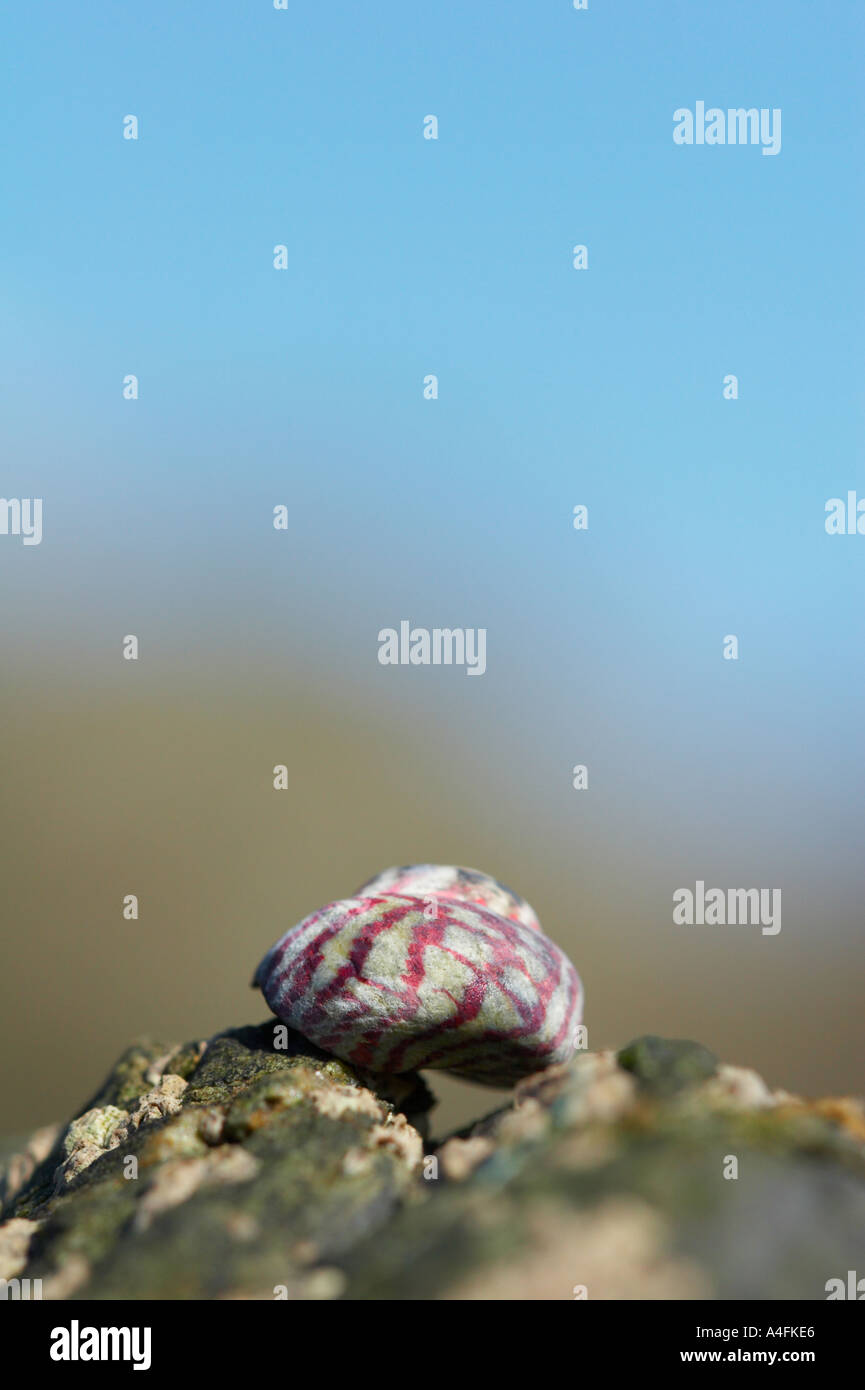 Gemeinsamen Seashell Cornish Küste England Stockfoto