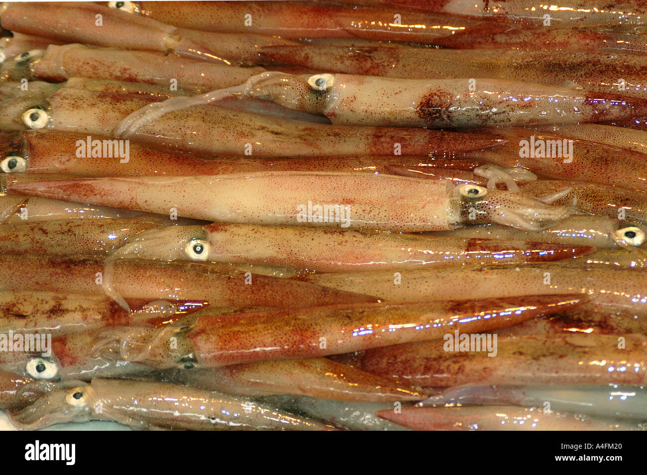 Tintenfisch zum Verkauf an Fisch Markt Suao Taiwan Republic Of China Stockfoto