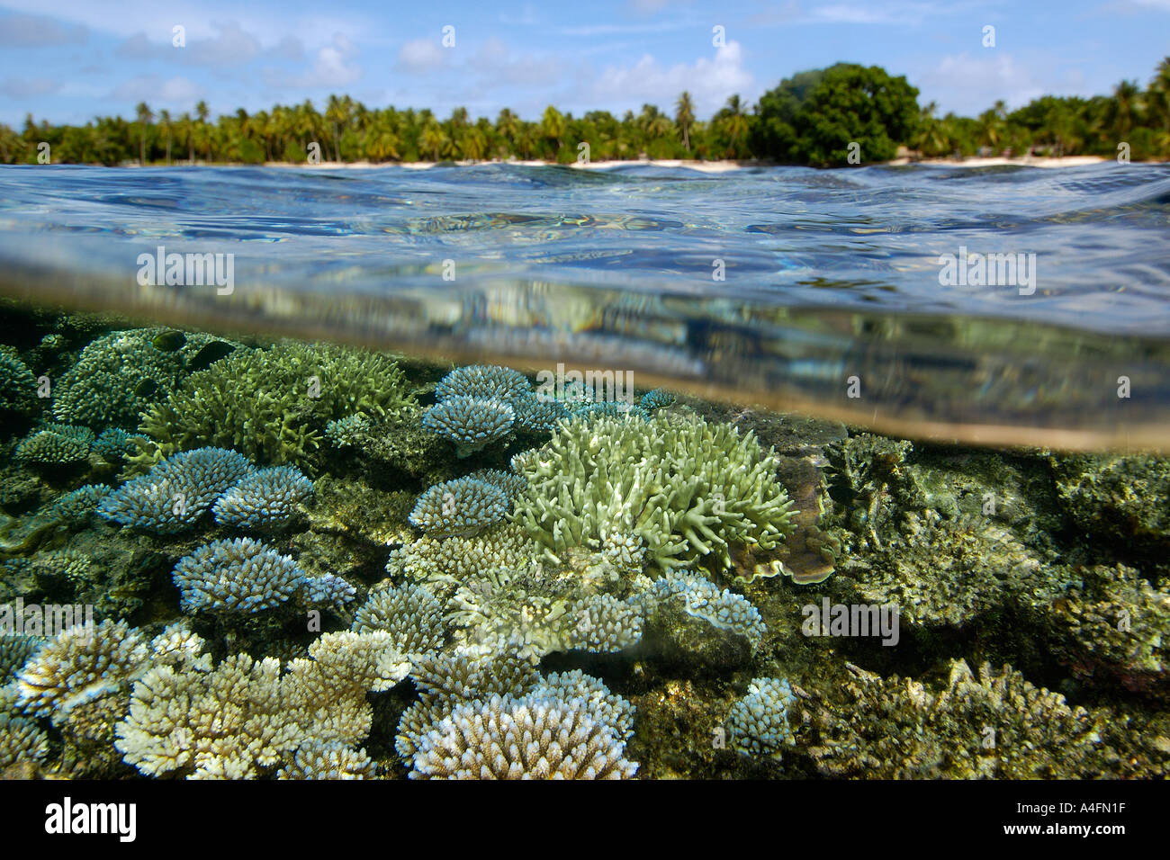 Über unter Bild von Korallenriff Acropora Spp und Bäumen auf Majikin Insel Namu Atoll Marshall-Inseln N Pazifik Stockfoto