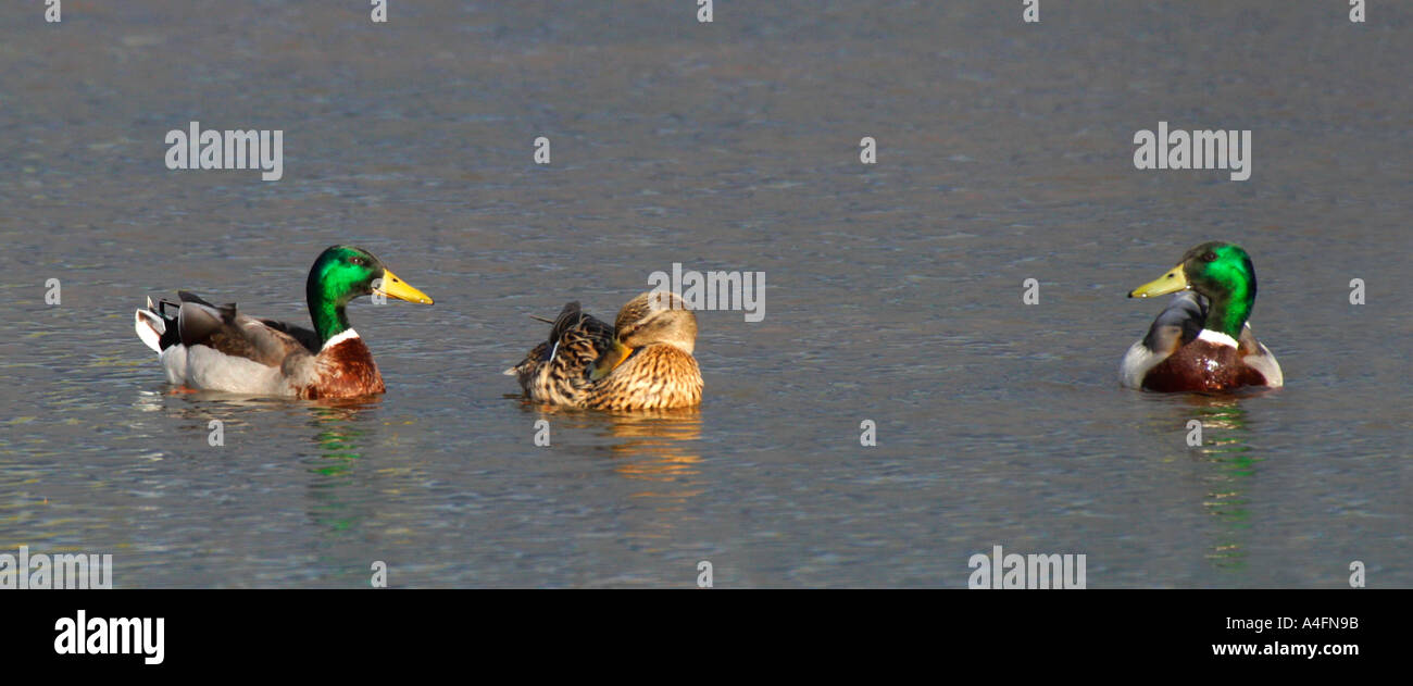 Mallard Enten und Drake Anas Platyrhynochos auf See bei Sonne Sonnenschein im Frühling Frühling Shropshire-England-UK-Vereinigtes Königreich-GB Stockfoto