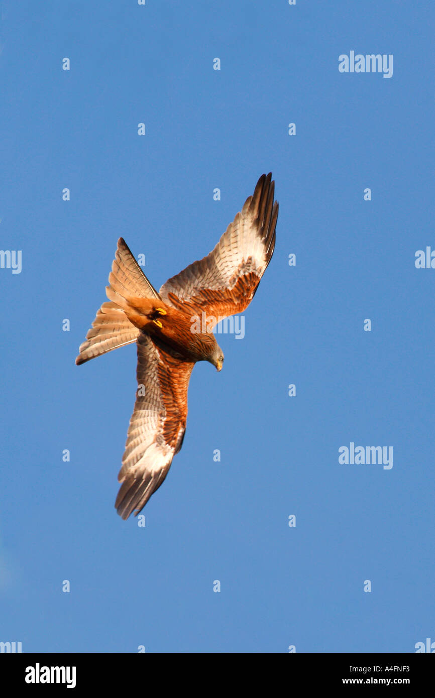 "Rotmilan" Milvus Milvus schwingt sich durch blauer Himmel in der Sonne bei Gigrin Farm Rhyader Powys Wales Cymru UK United Kingdom GB Stockfoto