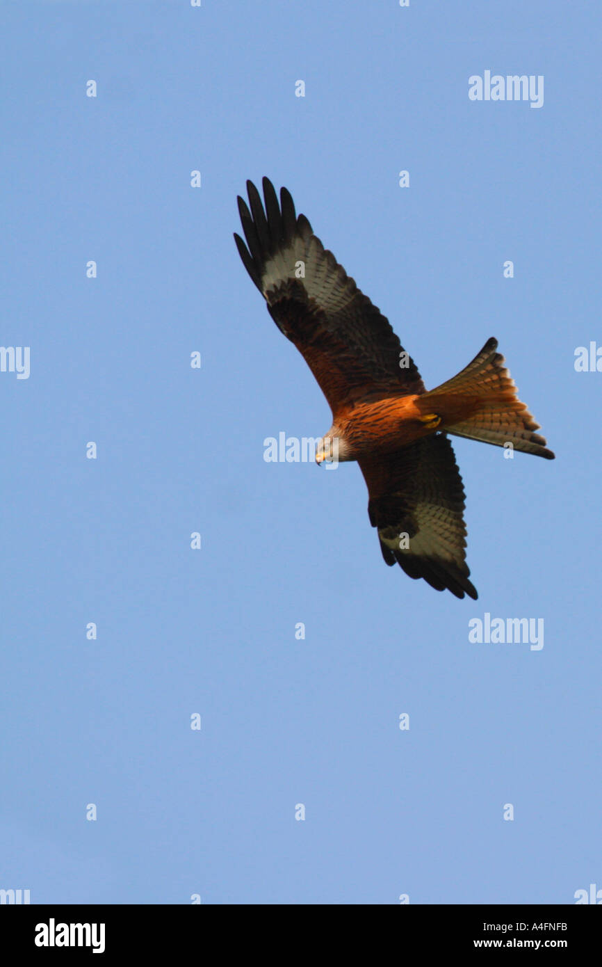 "Rotmilan" Milvus Milvus schwingt sich durch blauer Himmel in der Sonne bei Gigrin Farm Rhyader Powys Wales Cymru UK United Kingdom GB Stockfoto