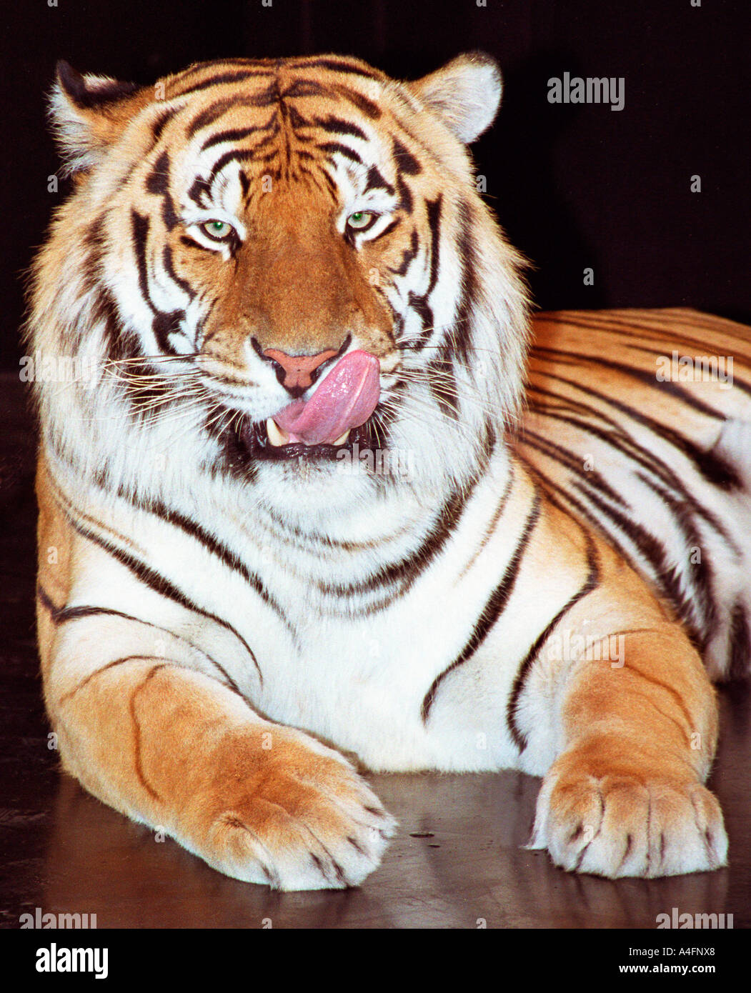 Tiger auf der Suche nach Mittagessen Stockfoto