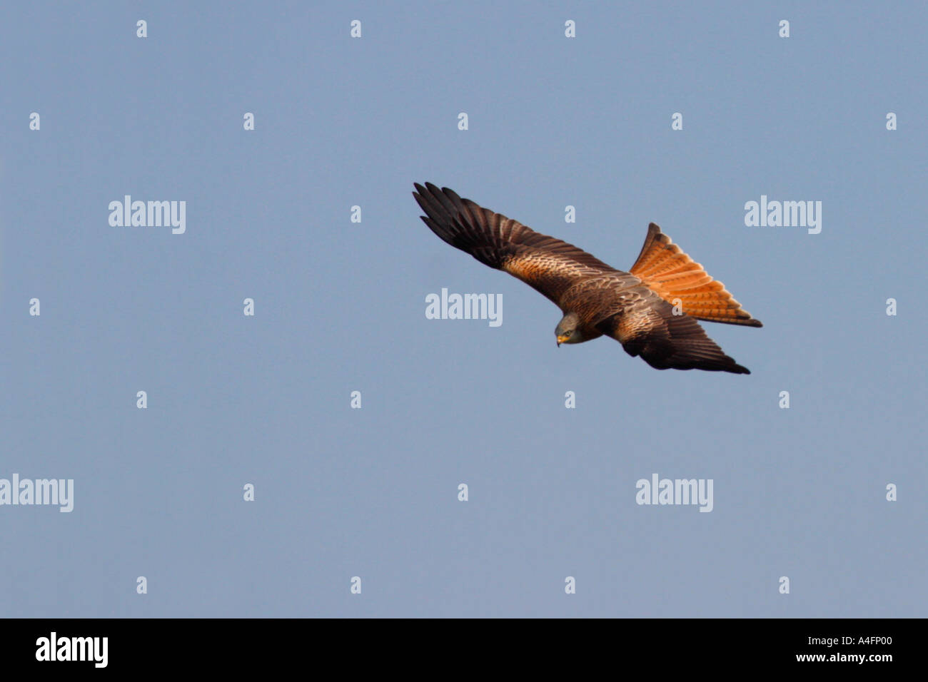"Rotmilan" Milvus Milvus schwingt sich durch blauer Himmel in der Sonne bei Gigrin Farm Rhyader Powys Wales Cymru UK United Kingdom GB Stockfoto
