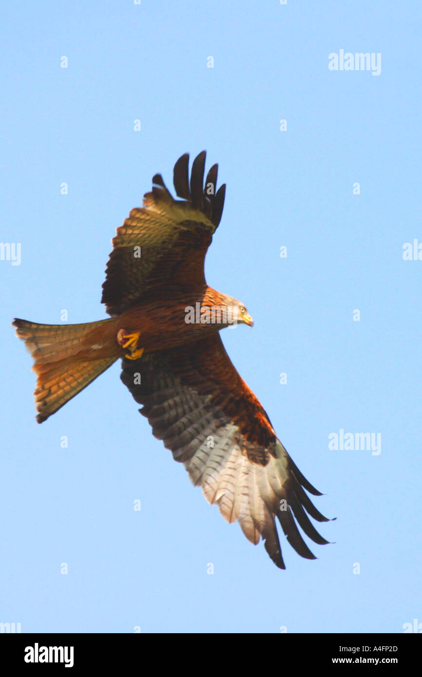 "Rotmilan" Milvus Milvus schwingt sich durch blauer Himmel in der Sonne bei Gigrin Farm Rhyader Powys Wales Cymru UK United Kingdom GB Stockfoto