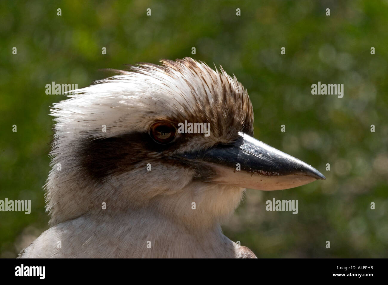 Kookaburra-Profil Stockfoto