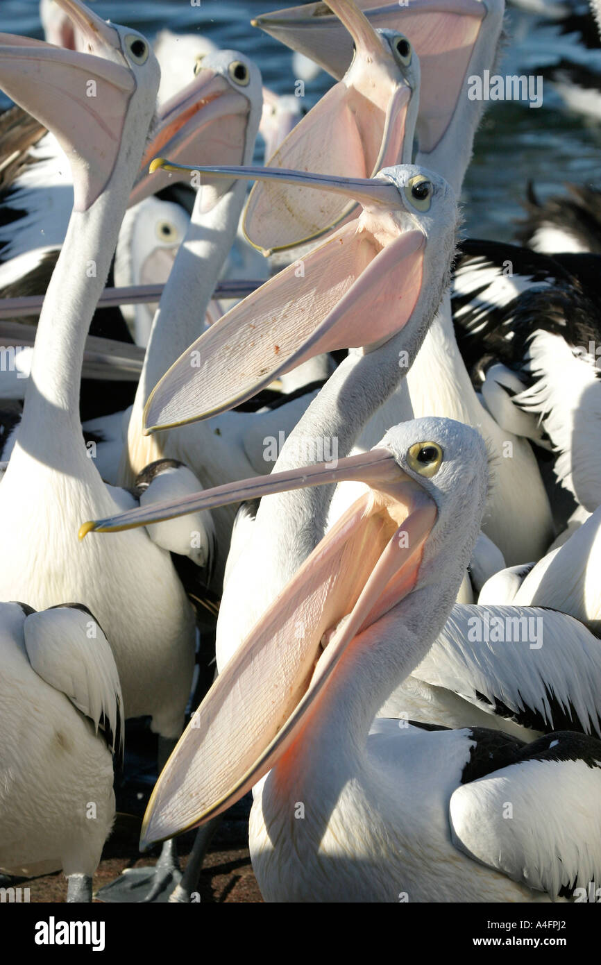Pelikan füttern Stockfoto