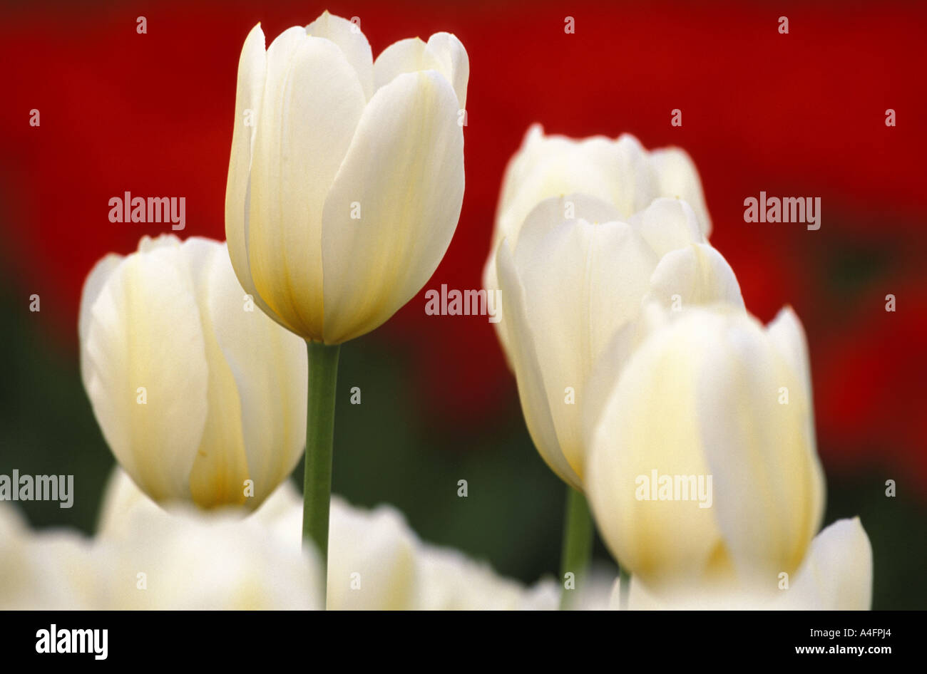 Weiße Tulpen in voller Blüte Stockfoto