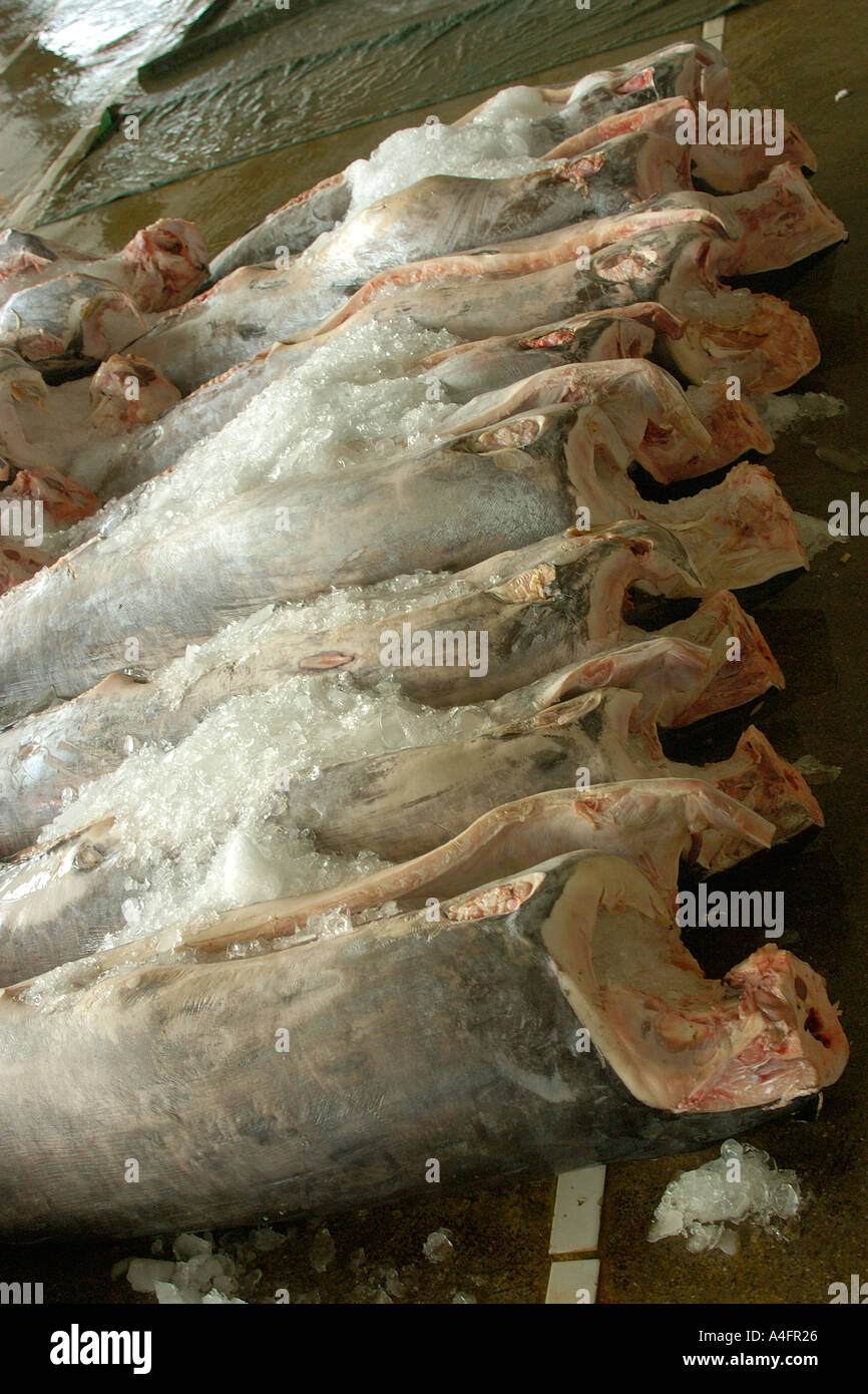 Schwertfisch oder Billfish Schlachtkörper Nanfang-Ao-Fisch Markt Suao Taiwan Republic Of China Stockfoto