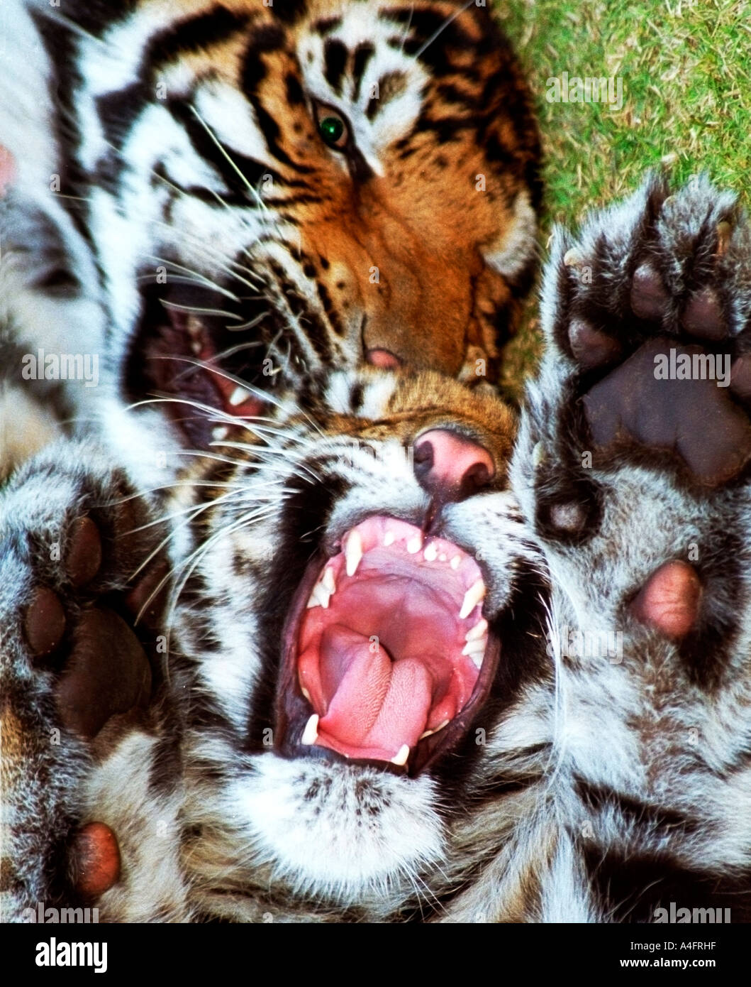 Tigerbabys Stockfoto