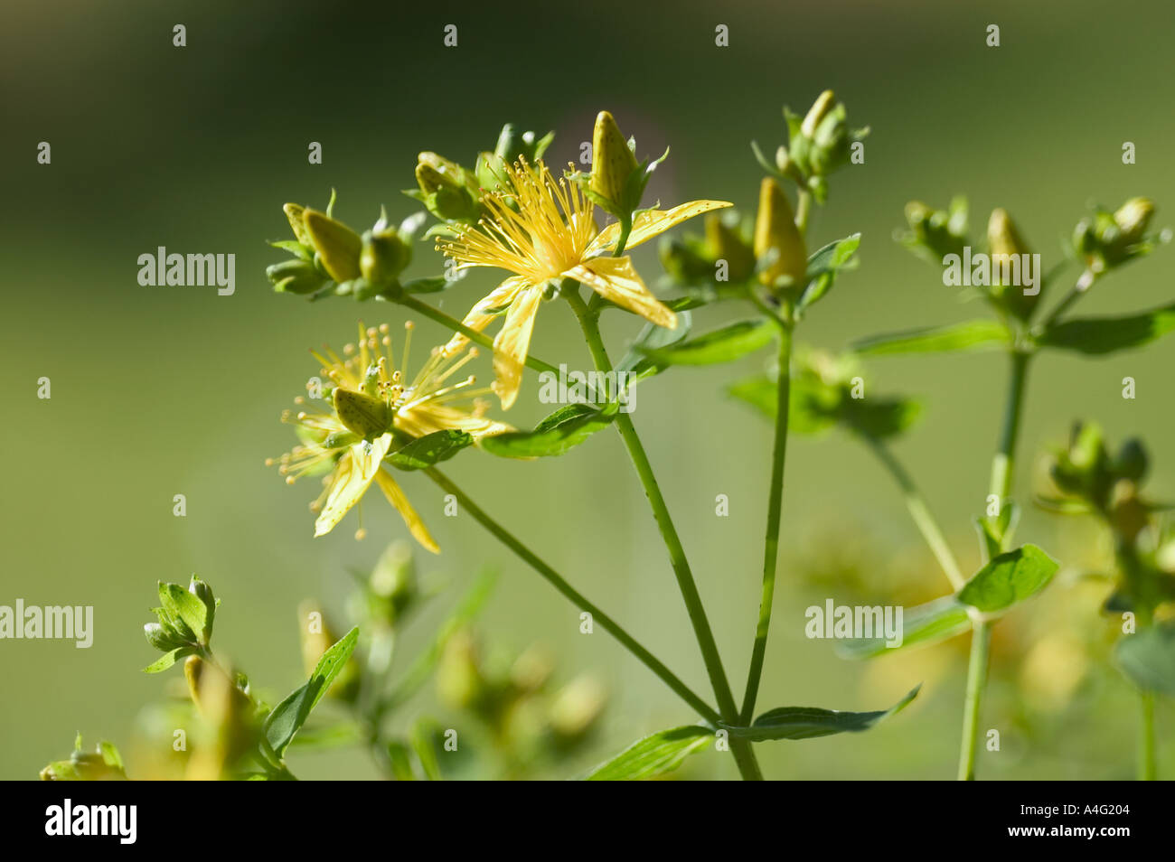 St. Johns Würze s John s Würze gelbe Blüte Homöopathie Stockfoto