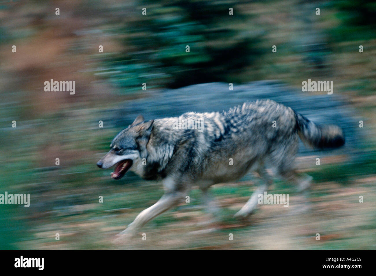 Wolf Canis Lupus Wolf laufen Amerika Europa Tiere Säugetiere Caniden Raubtiere Seite Erwachsene Bewegungsunschärfe Stockfoto