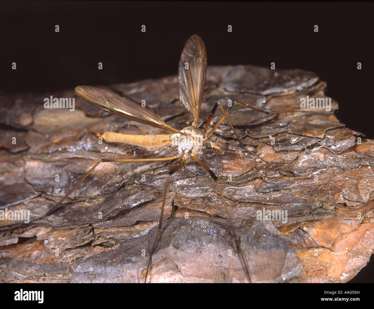 Kran-Fly oder Daddy Langbein. Stockfoto