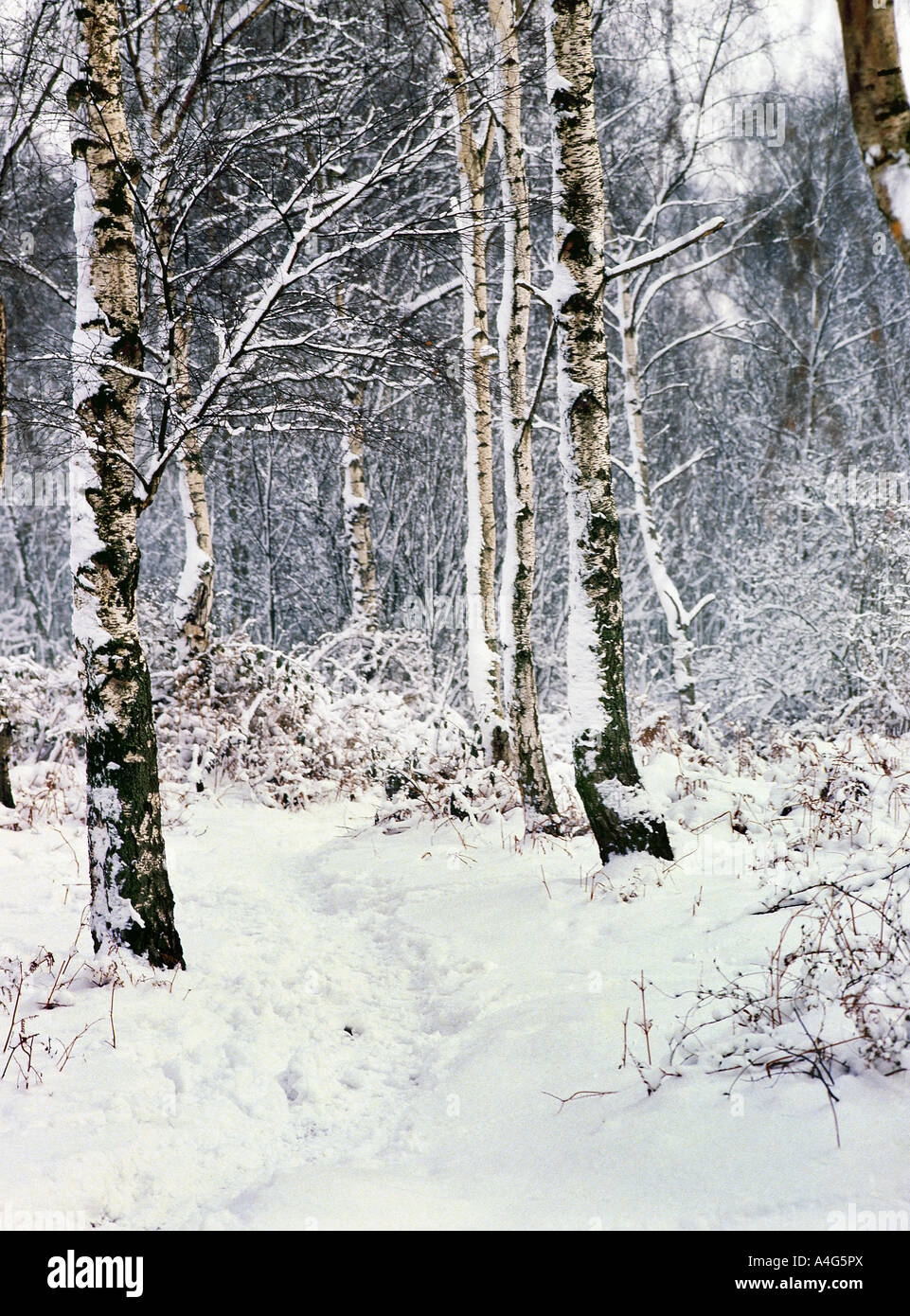 Neuschnee in Wäldern mit Silber Birken. Stockfoto