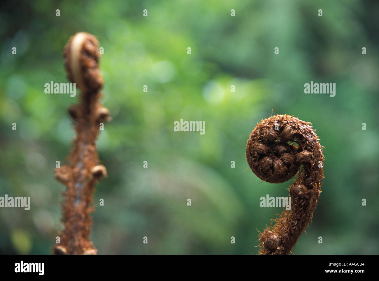 Silbernen Farn-Neuseeland Stockfoto