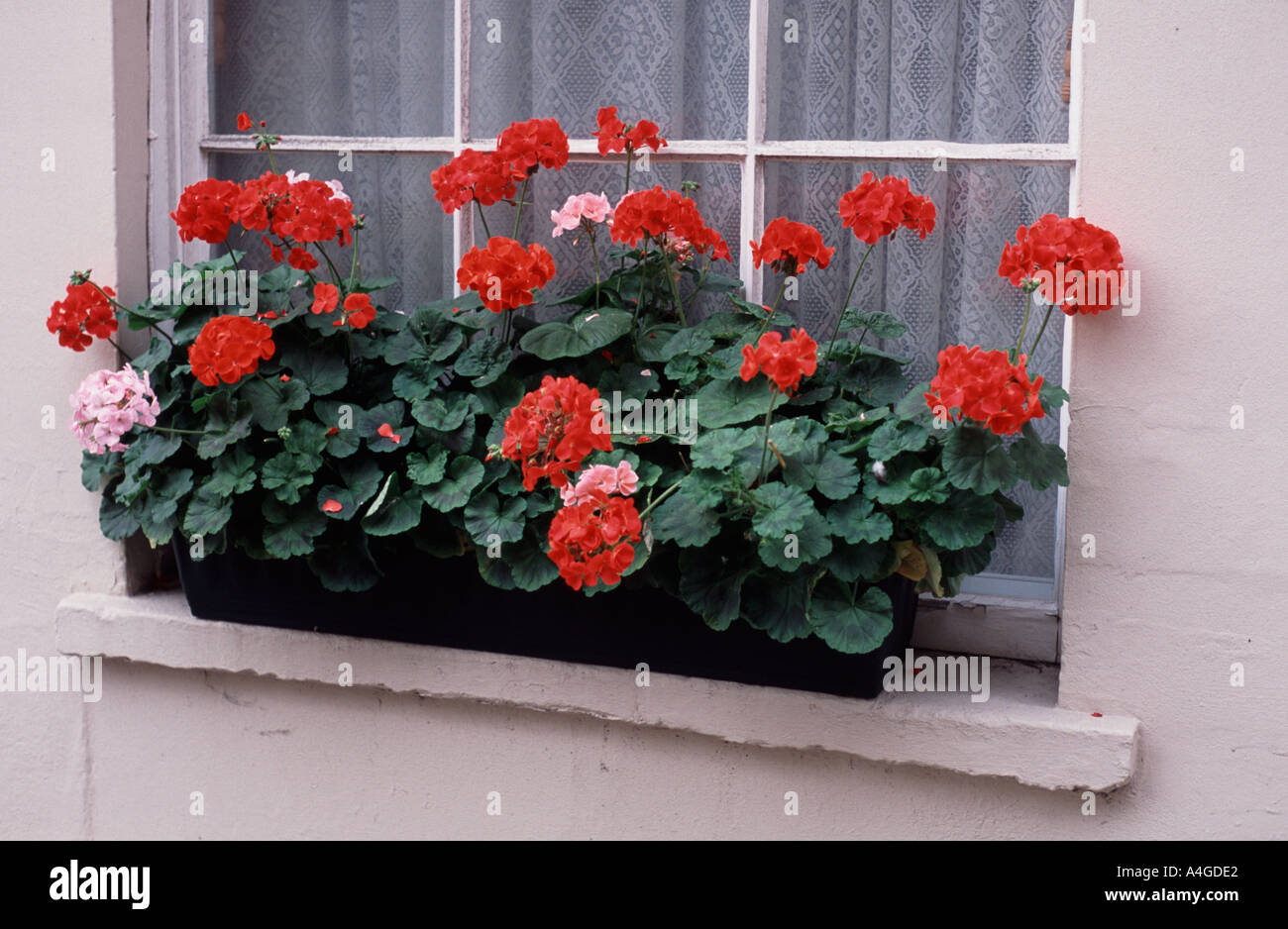 Rot blhende Geranien im Blumenkasten, Bath Spa Somerset England UK  Stockfotografie - Alamy