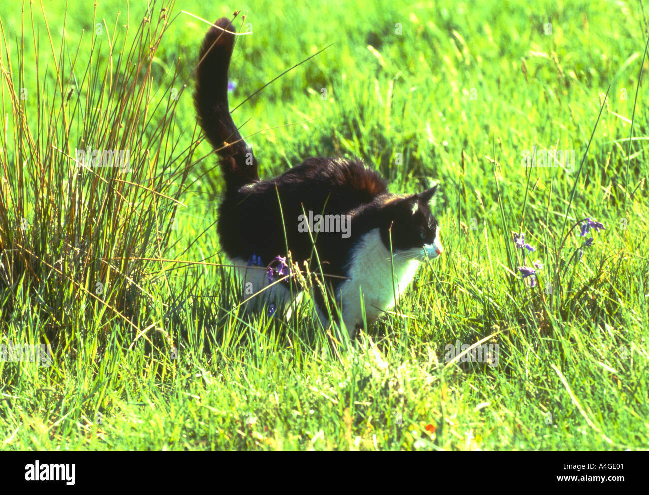 SÄUGETIER Katze Inland Stockfoto