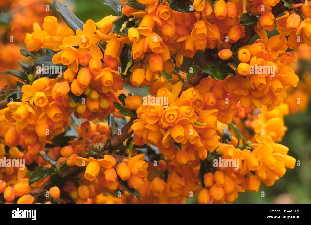 Berberis X lologensis 'Apricot Queen' orange Blumen Frühling Garten Stockfoto