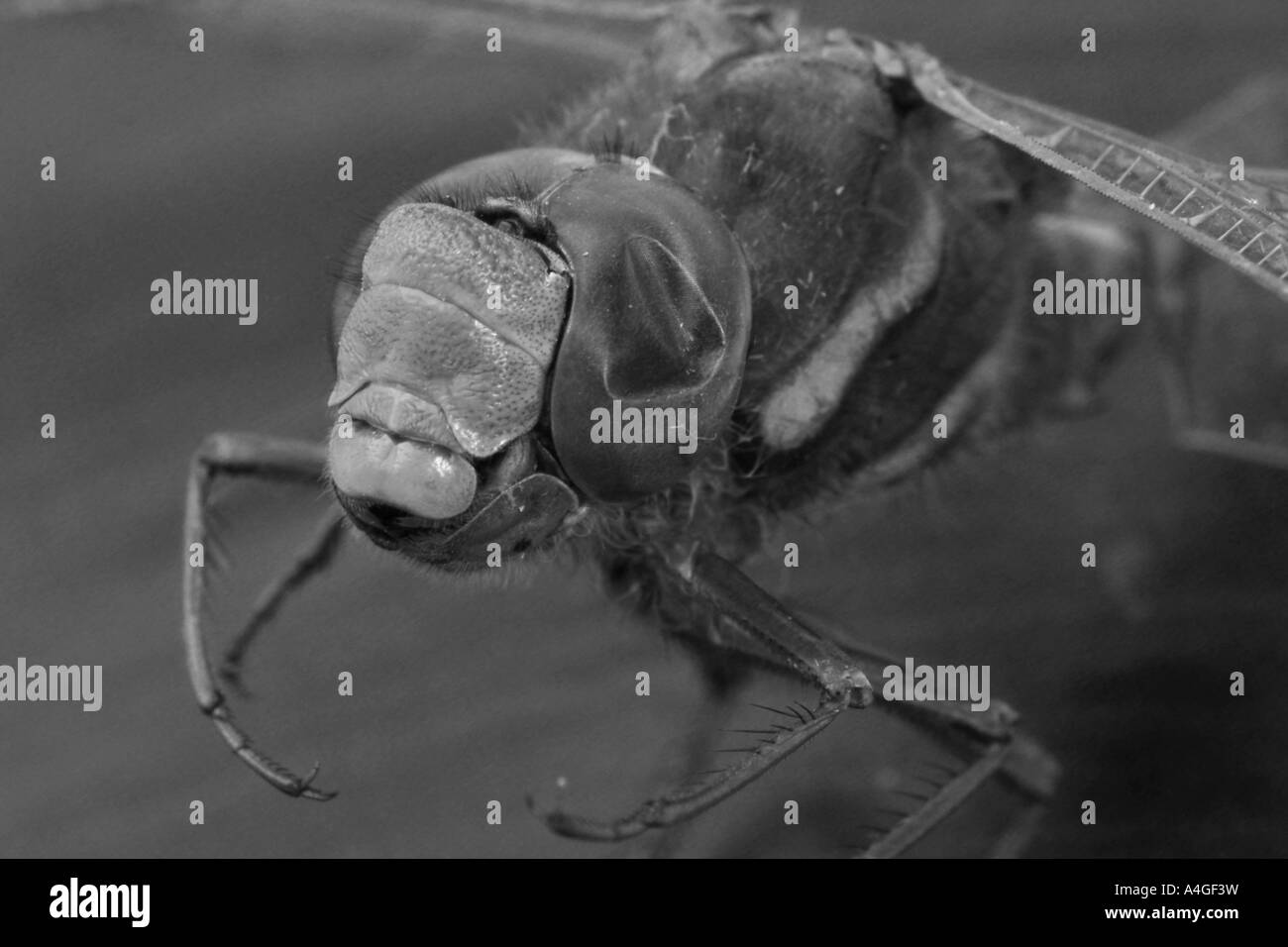 Extreme Nahaufnahme von Libelle (Odonata) in schwarz / weiß Stockfoto