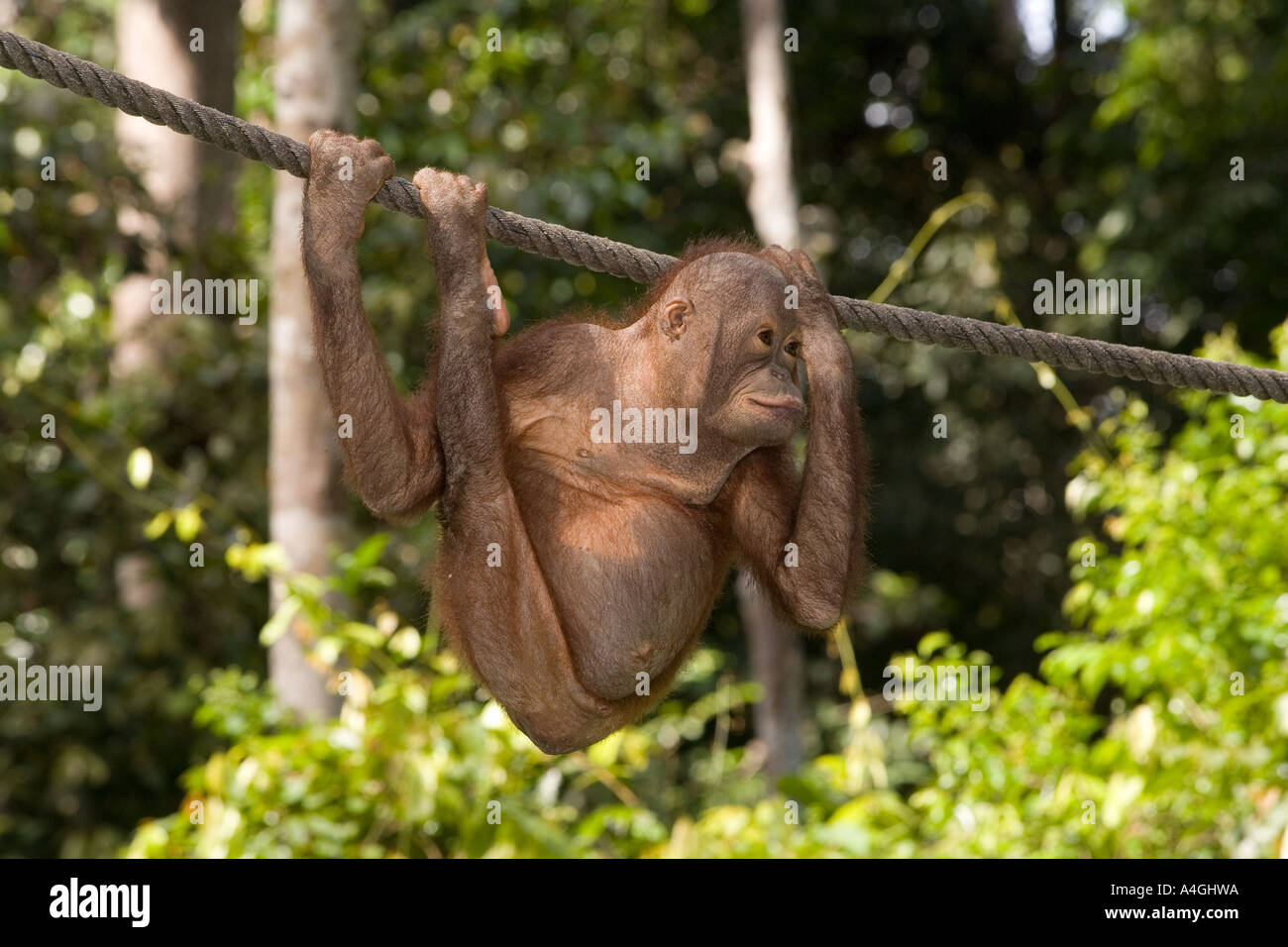 Malaysia Borneo Sabah Sepilok Primaten junger Orang-Utang Pongo Pygmaeus am Seil Stockfoto