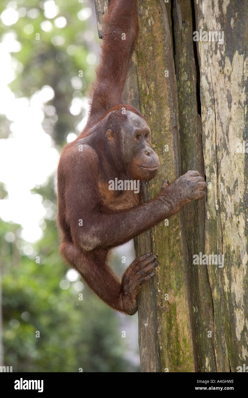 Malaysia Borneo Sabah Sepilok Primaten junge männliche Orang Utang Pongo pygmaeus Stockfoto