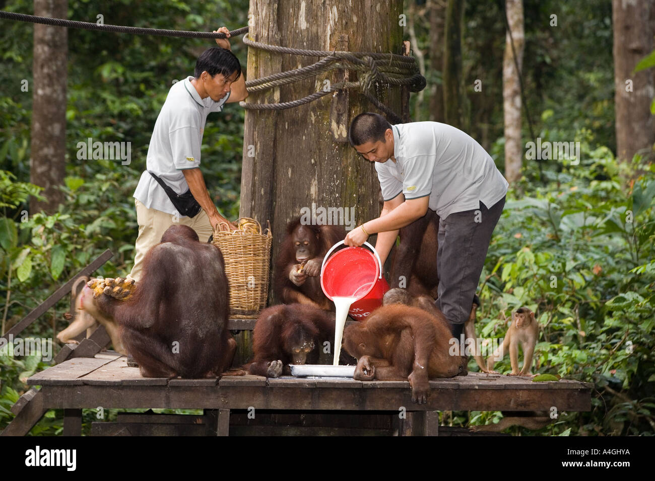 Primaten, die Fütterung verwaiste Orang Utans Pongo pygmaeus Stockfoto