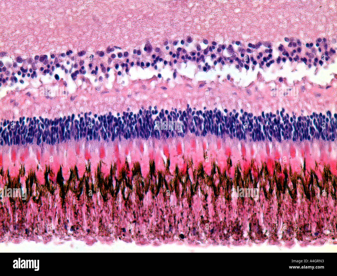 Fisch-Netzhaut (innere Augenstruktur) in einem gefärbten histologischen Abschnitt Stockfoto