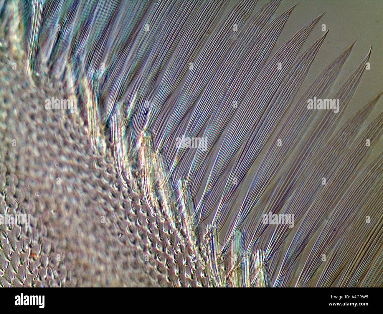 Details zu den Rand der Flügel einer Fliege, differential Interferenz Kontrast Beleuchtung Stockfoto