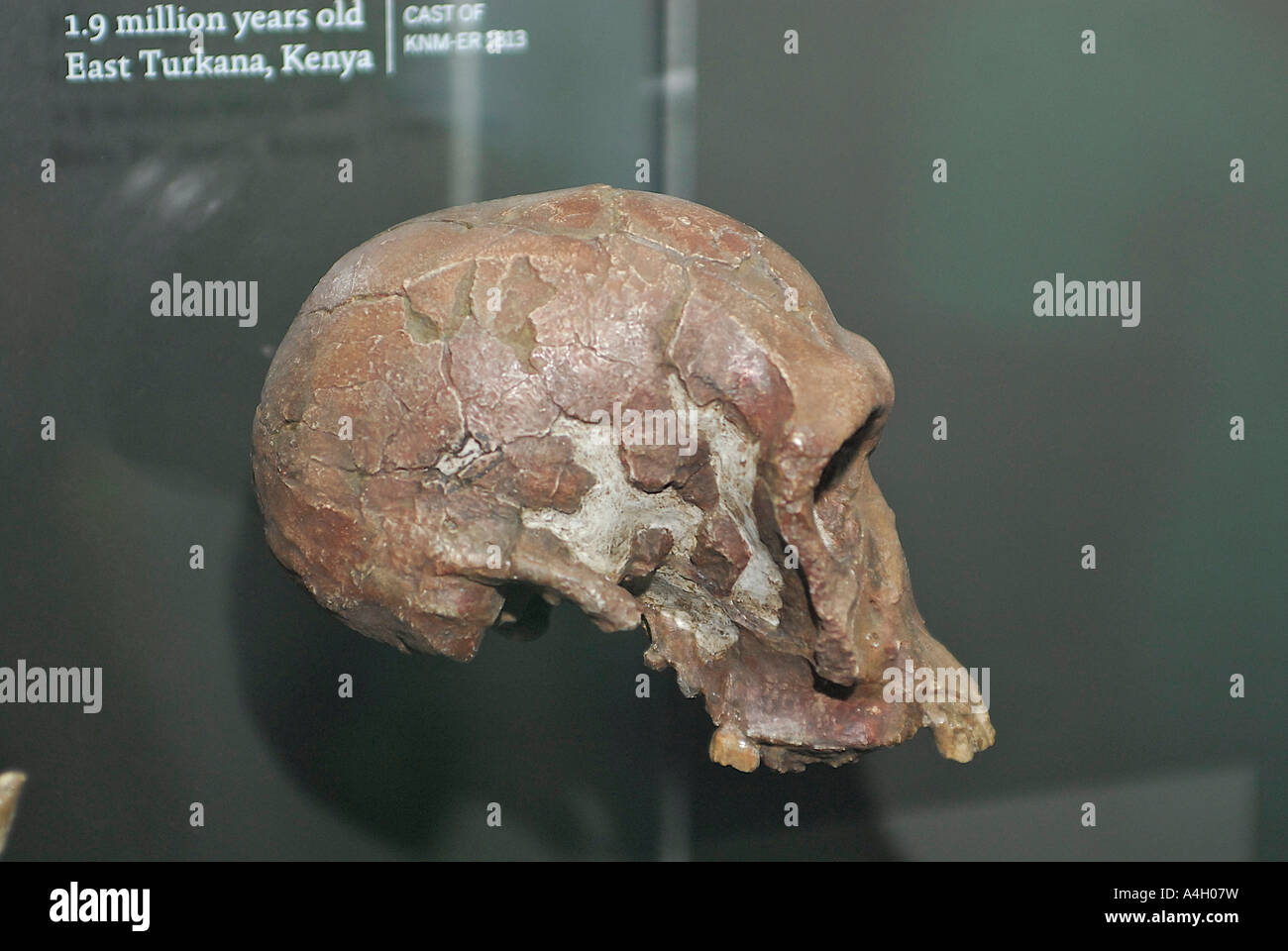 Turkana Boy Homo Ergaster Lake Turkana Kenia 1 6 Millionen Jahren Skelett bietet die umfassendsten Beweise der menschlichen ev Stockfoto