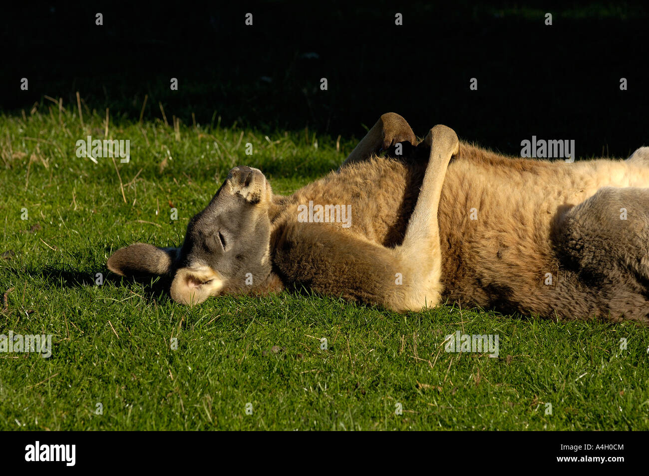 Macropus Rufus, Southaustralia, roten Känguru, Australien Stockfoto