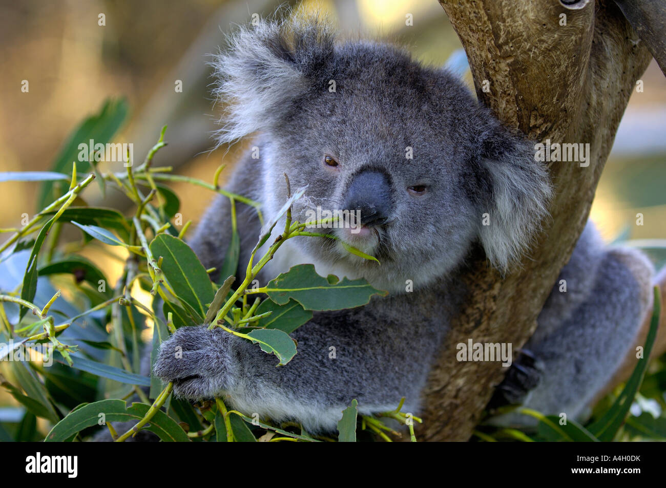 Koala, Phascolarctus Cinereus, Victoria, Australien Stockfoto