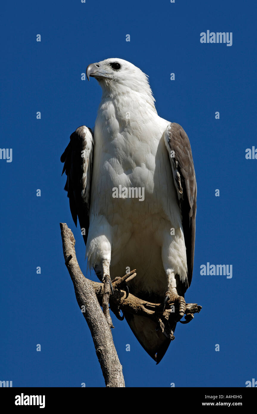 White-bellied Seeadler Haliaeetus Leucogaster, Australien Stockfoto