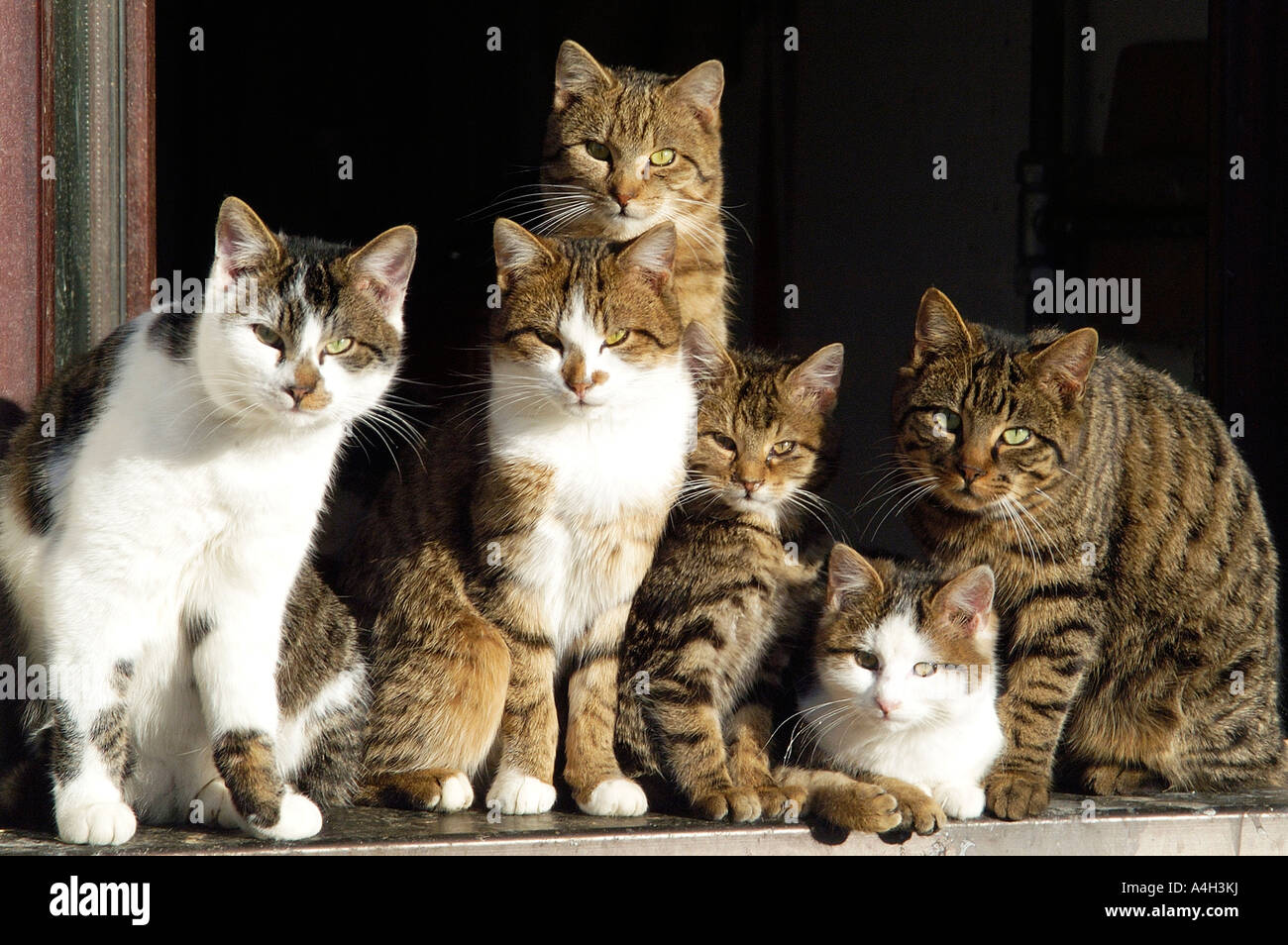 Katzenfamilie auf der Fensterbank Stockfoto