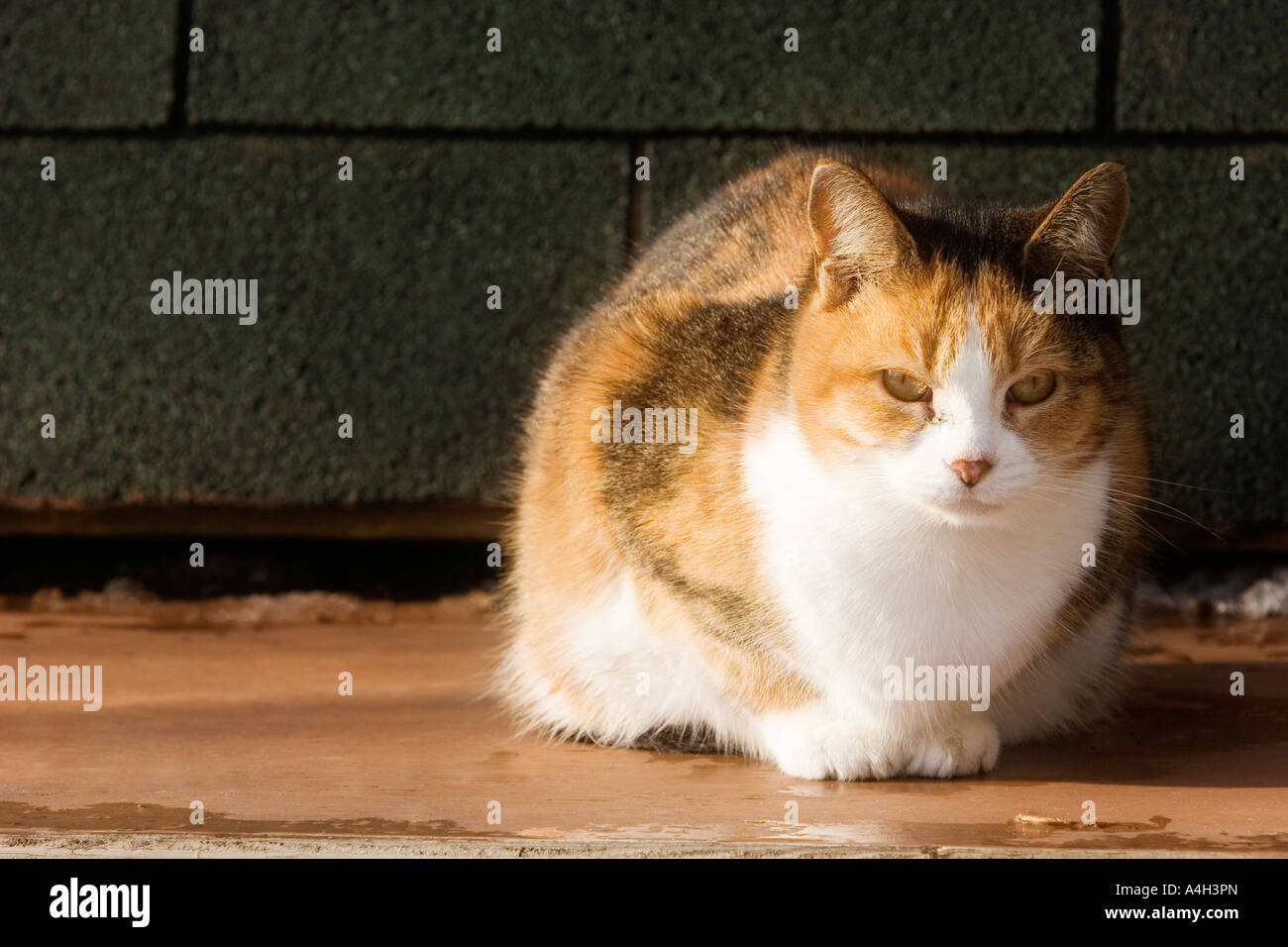 Porträt einer Katze Stockfoto