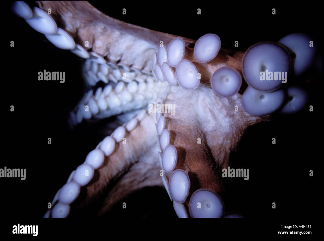 Saugnäpfe von Pacific Giant Octopus Octopus dofleini Stockfoto