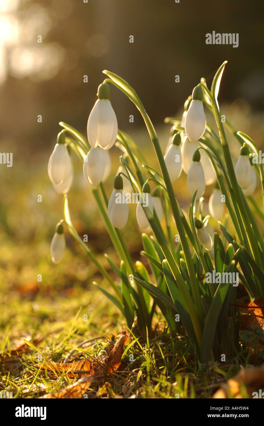 Schnee fällt im Colesbourne Park in der englischen Cotswolds Stockfoto