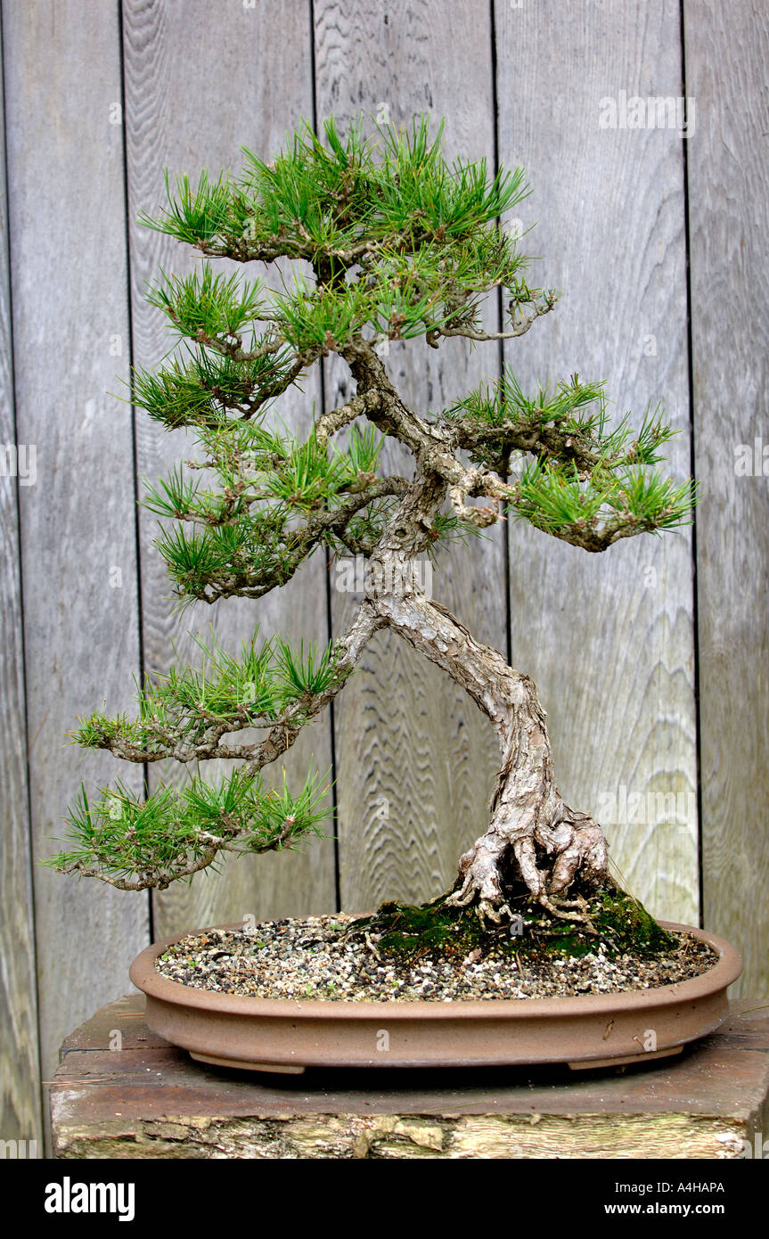 Japanische schwarze Kiefer Bonsai-Baum an der Huntington Library, San  Marino, Kalifornien Stockfotografie - Alamy