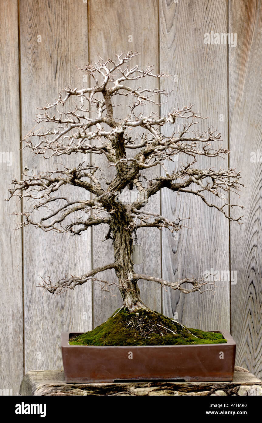 flaschengarten bonsai selber machen Flaschengarten DIY Set 'Egg Bonsai' – Ihr autarkes Mini-Biotop mit Fic main image 0