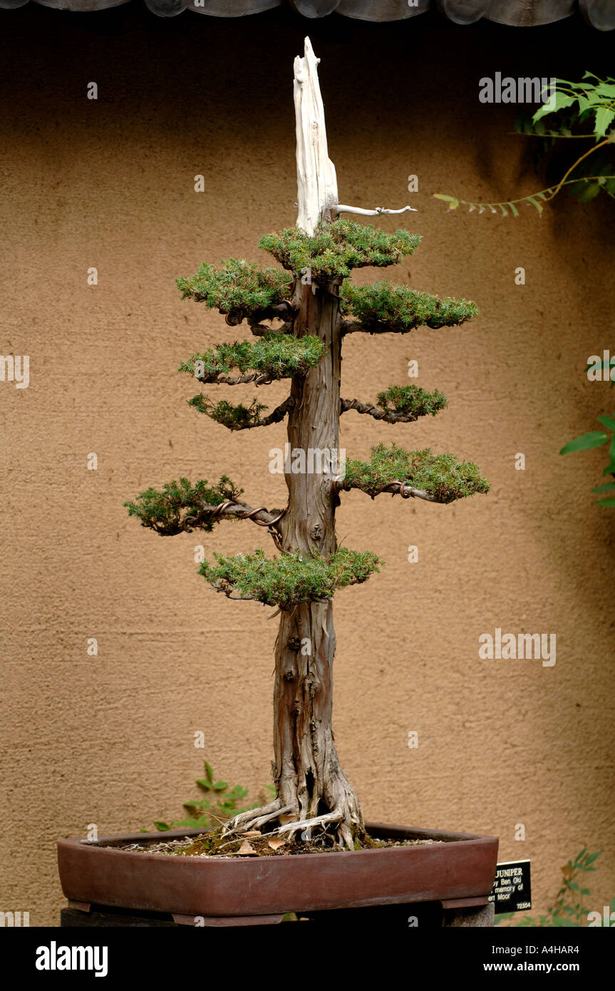 Foemina Wacholder-Bonsai-Baum von Ben Oki an der Huntington-Bibliothek, San  Marino, Kalifornien entwickelt Stockfotografie - Alamy